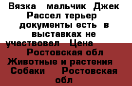 Вязка ( мальчик) Джек Рассел терьер, документы есть, в выставках не участвовал › Цена ­ 5 000 - Ростовская обл. Животные и растения » Собаки   . Ростовская обл.